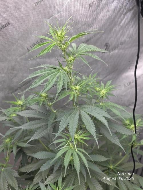 Auto Wappa. Week 5