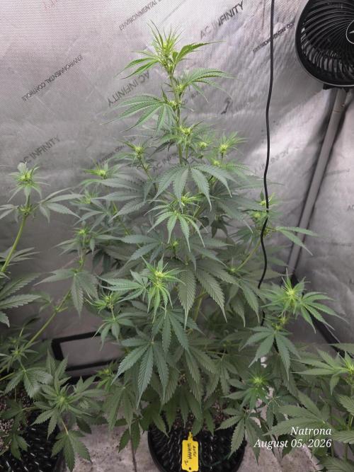 Auto Wappa. Week 5