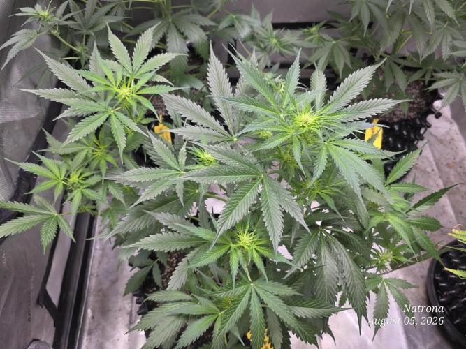 Auto Wappa. Week 5