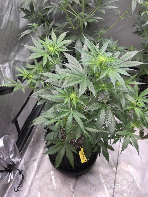 Auto Wappa. Week 5