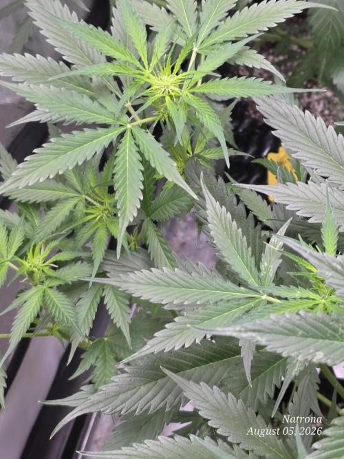 Auto Wappa. Week 5