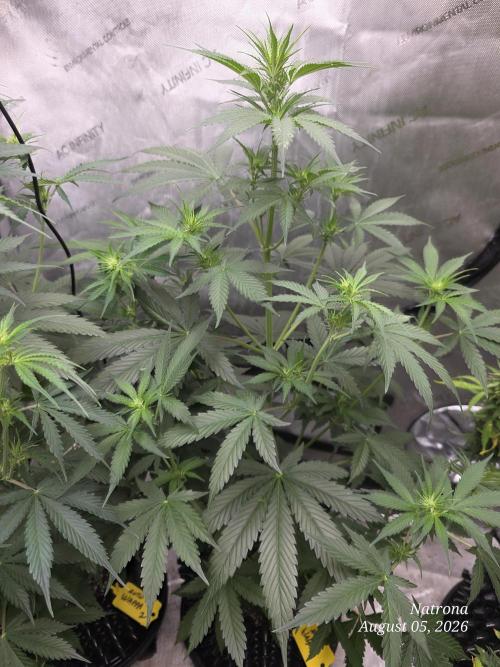 Auto Wappa. Week 5