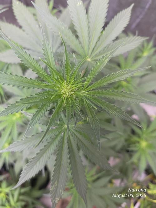 Auto Wappa. Week 5