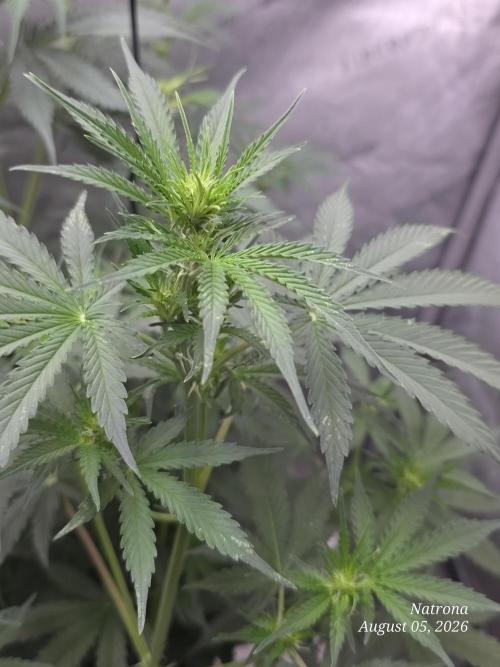 Auto Wappa. Week 5