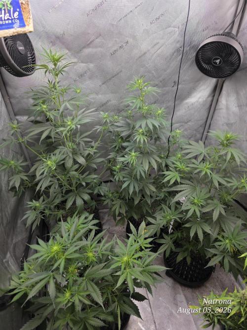 Auto Wappa. Week 5