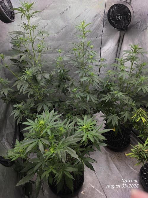 Auto Wappa. Week 5