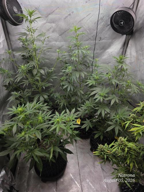 Auto Wappa. Week 5