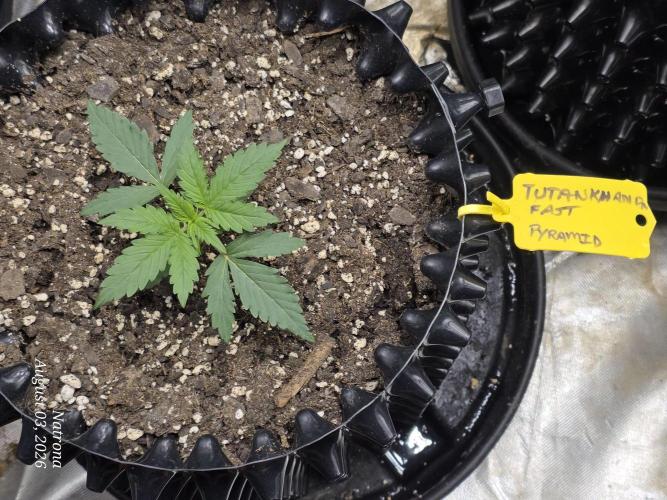 Tutankhamon Fast-Nokotech Simplex. Week 1