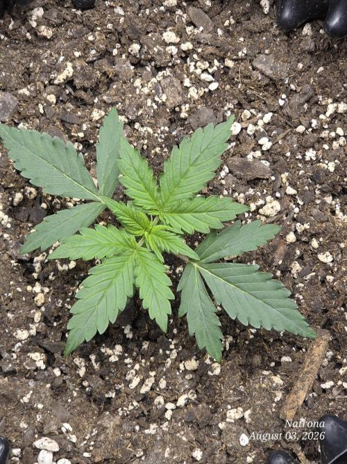 Tutankhamon Fast-Nokotech Simplex. Week 1