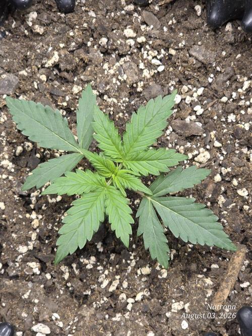 Tutankhamon Fast-Nokotech Simplex. Week 1