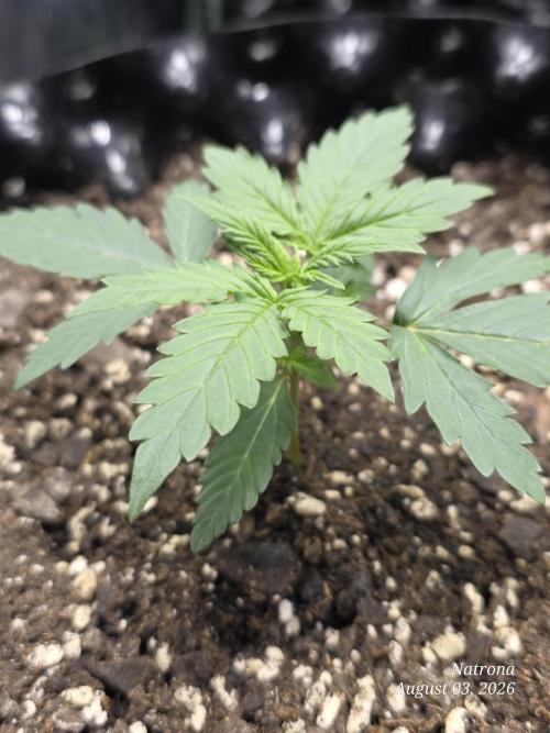 Tutankhamon Fast-Nokotech Simplex. Week 1
