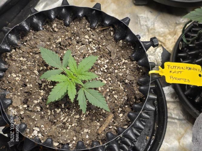 Tutankhamon Fast-Nokotech Simplex. Week 1