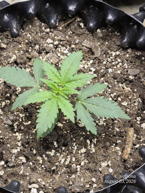 Tutankhamon Fast-Nokotech Simplex. Week 1