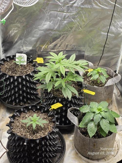 Tutankhamon Fast-Nokotech Simplex. Week 1