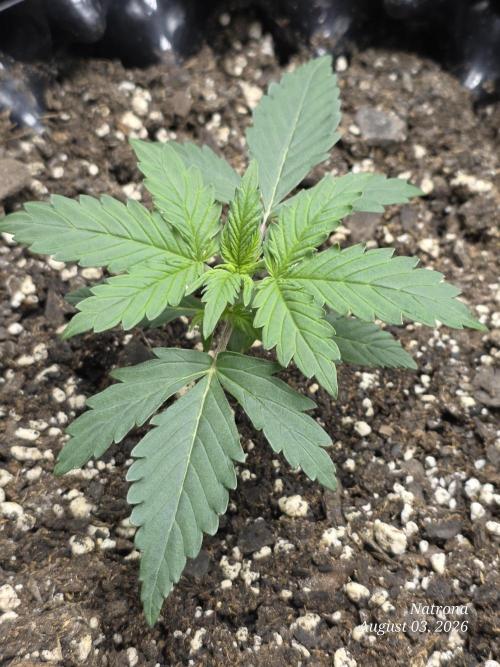 Tutankhamon Fast-Nokotech Simplex. Week 1