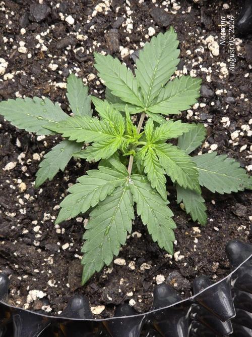Tutankhamon Fast-Nokotech Simplex. Week 1