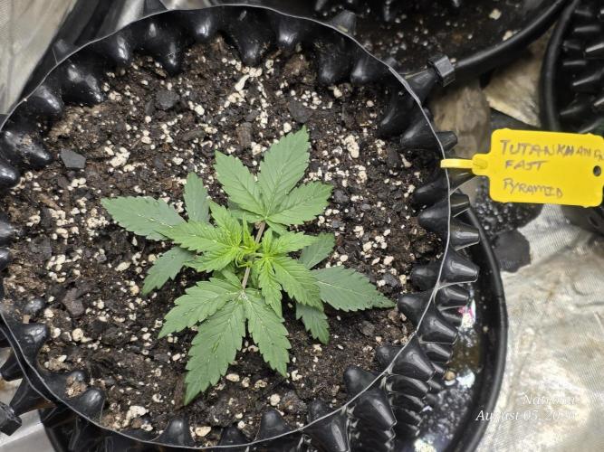 Tutankhamon Fast-Nokotech Simplex. Week 1