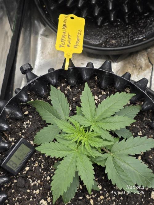 Tutankhamon Fast-Nokotech Simplex. Week 1