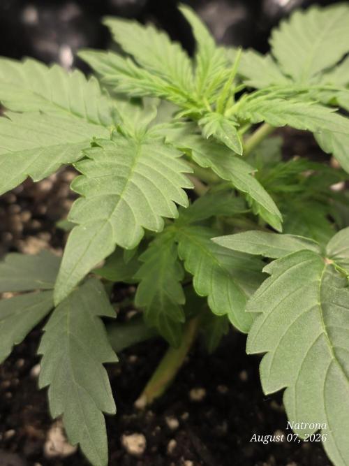 Tutankhamon Fast-Nokotech Simplex. Week 1
