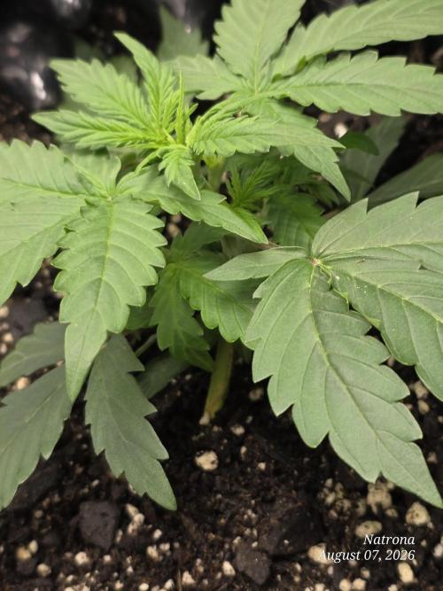 Tutankhamon Fast-Nokotech Simplex. Week 1