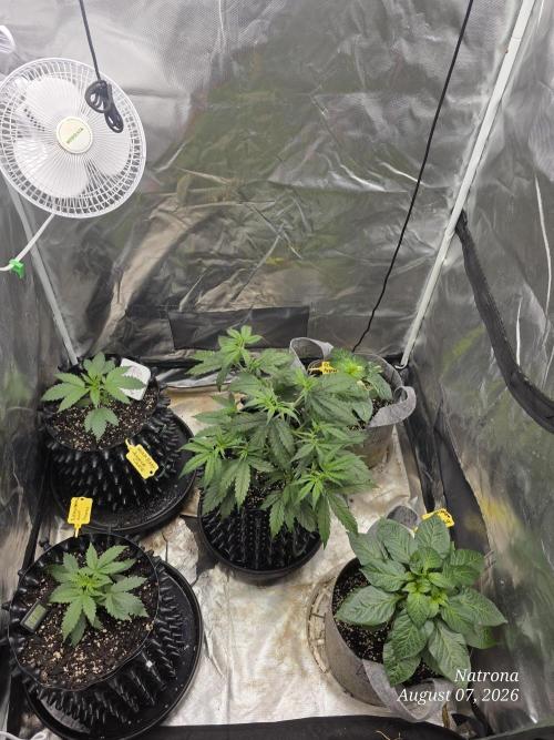 Tutankhamon Fast-Nokotech Simplex. Week 1