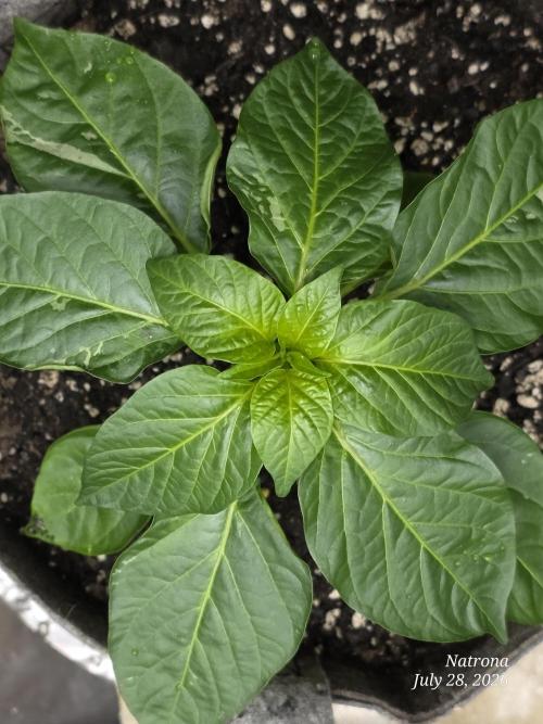 Tutankhamon Fast-Nokotech Simplex. Week 1