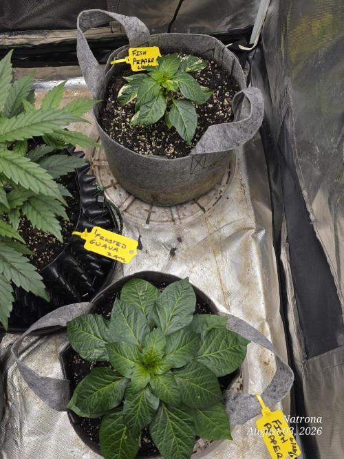 Tutankhamon Fast-Nokotech Simplex. Week 1