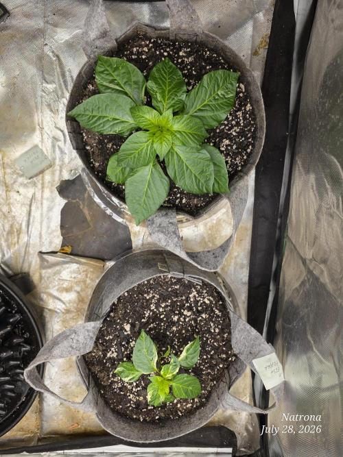 Tutankhamon Fast-Nokotech Simplex. Week 1