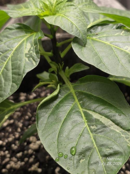 Tutankhamon Fast-Nokotech Simplex. Week 1