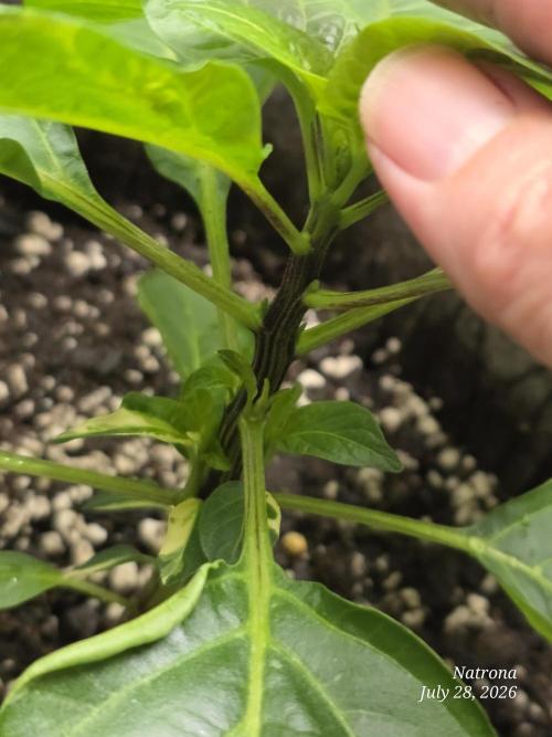 Tutankhamon Fast-Nokotech Simplex. Week 1