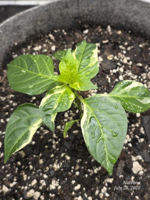 Tutankhamon Fast-Nokotech Simplex. Week 1