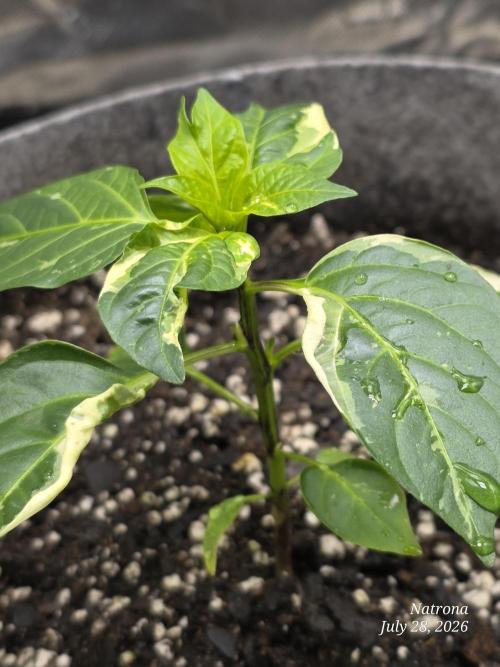 Tutankhamon Fast-Nokotech Simplex. Week 1