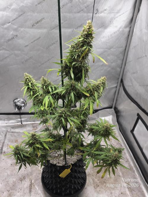 White Widow X Crystal Meth Outside 2026. Week 15