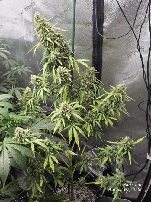 White Widow X Crystal Meth Outside 2026. Week 15