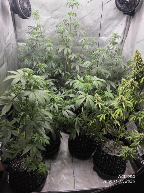 White Widow X Crystal Meth Outside 2026. Week 15