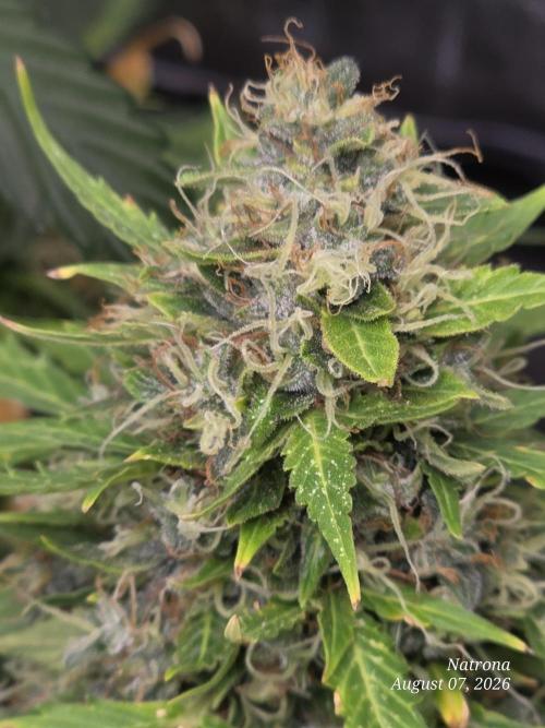 White Widow X Crystal Meth Outside 2026. Week 15
