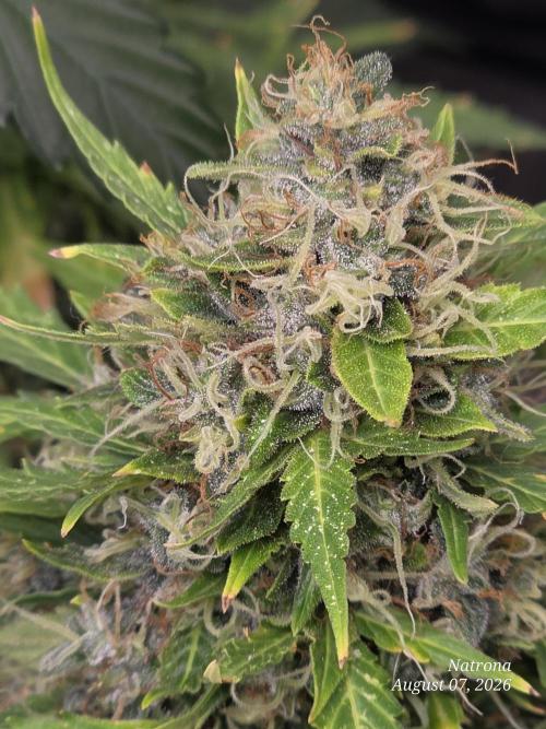 White Widow X Crystal Meth Outside 2026. Week 15