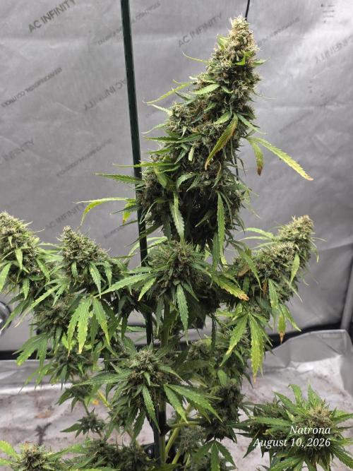 White Widow X Crystal Meth Outside 2026. Week 15