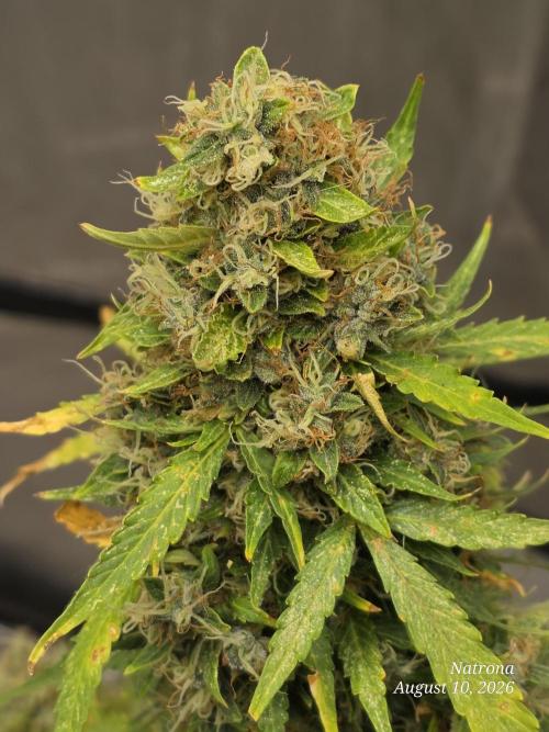 White Widow X Crystal Meth Outside 2026. Week 15