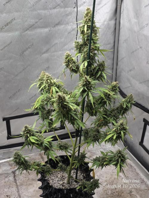 White Widow X Crystal Meth Outside 2026. Week 15