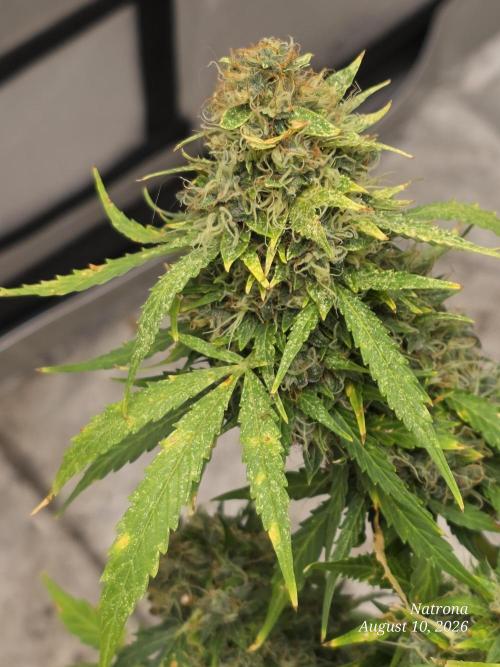White Widow X Crystal Meth Outside 2026. Week 15