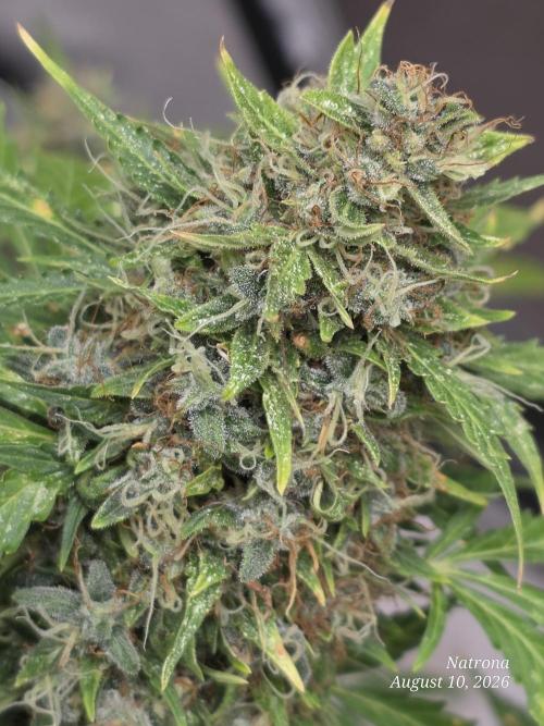 White Widow X Crystal Meth Outside 2026. Week 15