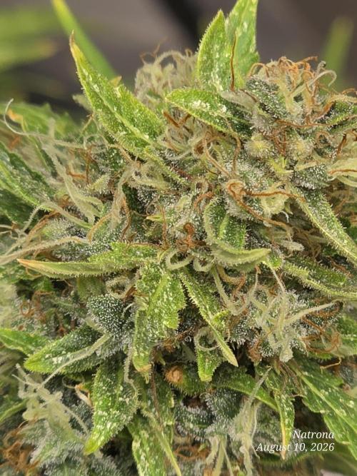 White Widow X Crystal Meth Outside 2026. Week 15