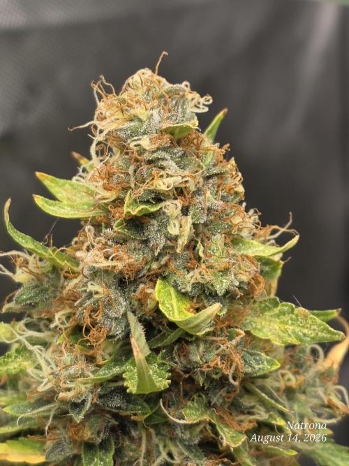 White Widow X Crystal Meth Outside 2026. Week 15