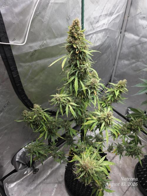 White Widow X Crystal Meth Outside 2026. Week 15