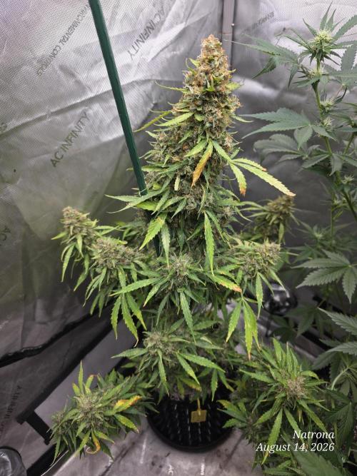 White Widow X Crystal Meth Outside 2026. Week 15