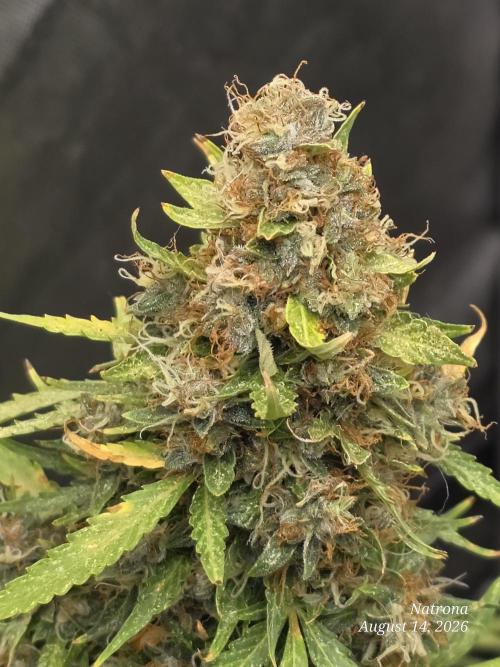 White Widow X Crystal Meth Outside 2026. Week 15