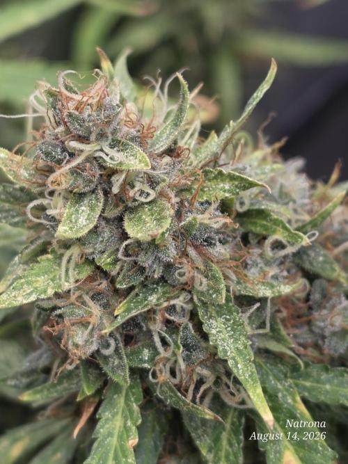 White Widow X Crystal Meth Outside 2026. Week 15