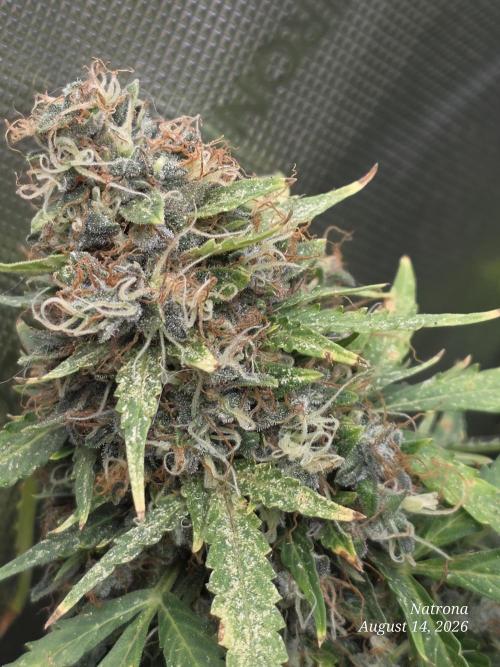 White Widow X Crystal Meth Outside 2026. Week 15