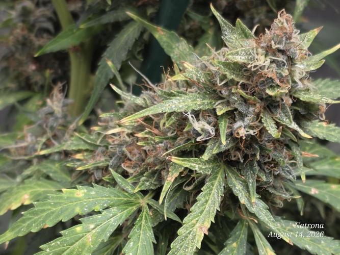 White Widow X Crystal Meth Outside 2026. Week 15
